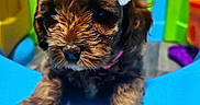 Mia joined the competition — help win amazing prizes! puppy, dog, bow, brown_fur, cute, pet, play_area, colorful, toy, indoor, young_dog, adorable, animal, close_up, small_dog, fluffy, looking, front_paws, collar, background