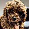 puppy, dog, curly_fur, close_up, cute, pet, animal, brown_fur, fur, face, nose, eyes, hand, holding, indoor, adorable, mammal, young, portrait, fluffy