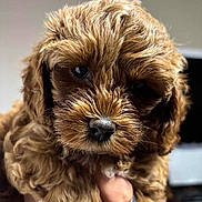 Mia is registered to the contest to win money with this photo: puppy, dog, curly_hair, close_up, cute, pet, animal, brown, fur, face, eyes, hand, holding, portrait, indoor, adorable, fluffy, young, mammal, domestic