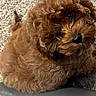 dog, brown, curly_fur, puppy, carpet, indoor, pet, cute, looking_up, fluffy, small_dog, leather_chair, adorable, animal, companion, domestic, fur, sitting, friendly, young