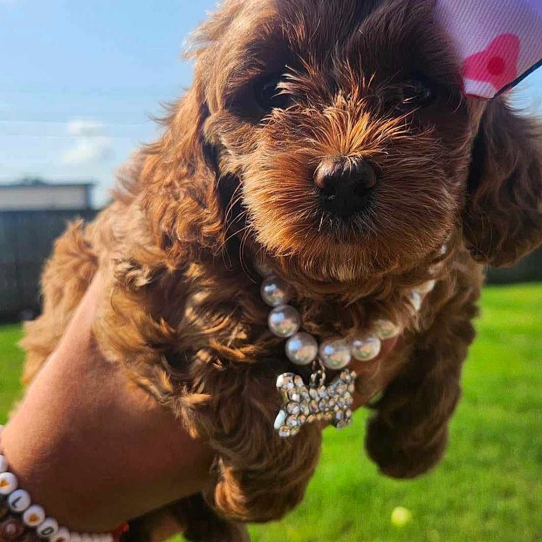 Mia