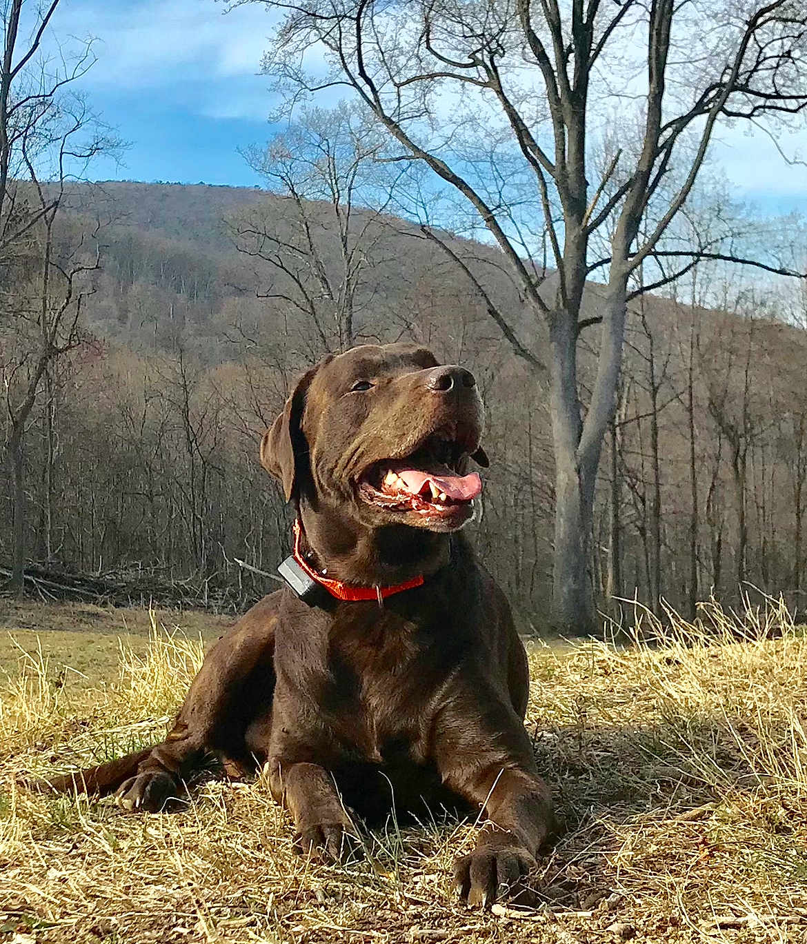 Ruger