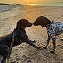 animal, beach, collar, daylight, dog, friendship, greeting, leash, mammal, nature, outdoor, paw, pet, sand, shoreline, sky, sun, sunset, two_dogs, walking