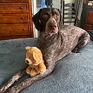 Bella is registered to the contest to win money with this photo: dog, bed, stuffed_toy, teddy_bear, furniture, wooden_dresser, blanket, indoor, pet, lying_down, brown, fur, ears, face, eyes, paws, toy, cozy, resting, home