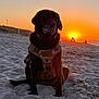 dog, black_dog, beach, sunset, sand, harness, outdoor, animal, pet, nature, dusk, silhouette, sky, sun, water, shore, relaxing, leisure, evening, landscape