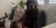 Morgan joined the competition — help win amazing prizes! dog, labrador, brown_dog, indoor, couch, pillow, quilted_blanket, window_blinds, plant, wood_floor, decor, living_room, pet, animal, relaxed, seated, furniture, canine, home, cozy