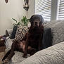 dog, labrador, brown_dog, indoor, couch, pillow, quilted_blanket, window_blinds, plant, wood_floor, decor, living_room, pet, animal, relaxed, seated, furniture, canine, home, cozy