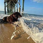 Morgan joined the competition — help win amazing prizes! animal, beach, collar, daytime, dog, labrador, ocean, outdoor, pet, pier, playful, sand, sea, shore, sky, splash, summer, sunlight, water, wave