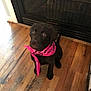 adorable, animal, bandana, brown_dog, chocolate_labrador, companion, cute, dog, domestic_animal, fireplace, fireplace_screen, indoor, looking_up, pet, pet_accessory, pink_bandana, puppy, sitting, wooden_floor, young_dog