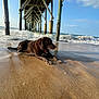 dog, labrador, beach, sand, ocean, waves, pier, wooden_pier, water, sunlight, outdoor, animal, canine, sea, sky, relaxing, wet_dog, collar, nature, daytime