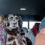 dog, labrador, chocolate_labrador, pet, animal, car_interior, backseat, crossed_paws, relaxed, portrait, human_arm, plaid_shirt, window, seat, road_trip, companion, domestic_animal, indoor, transportation, canine