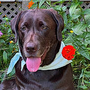 Morgan joined the competition — help win amazing prizes! dog, labrador, chocolate_labrador, bandana, tongue_out, flower, orange_flower, pink_flower, green_leaves, garden, outdoor, pet, animal, happy, sitting, closeup, nature, wooden_fence, summer, cute
