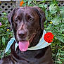 dog, labrador, chocolate_labrador, bandana, tongue_out, flower, orange_flower, pink_flower, green_leaves, garden, outdoor, pet, animal, happy, sitting, closeup, nature, wooden_fence, summer, cute