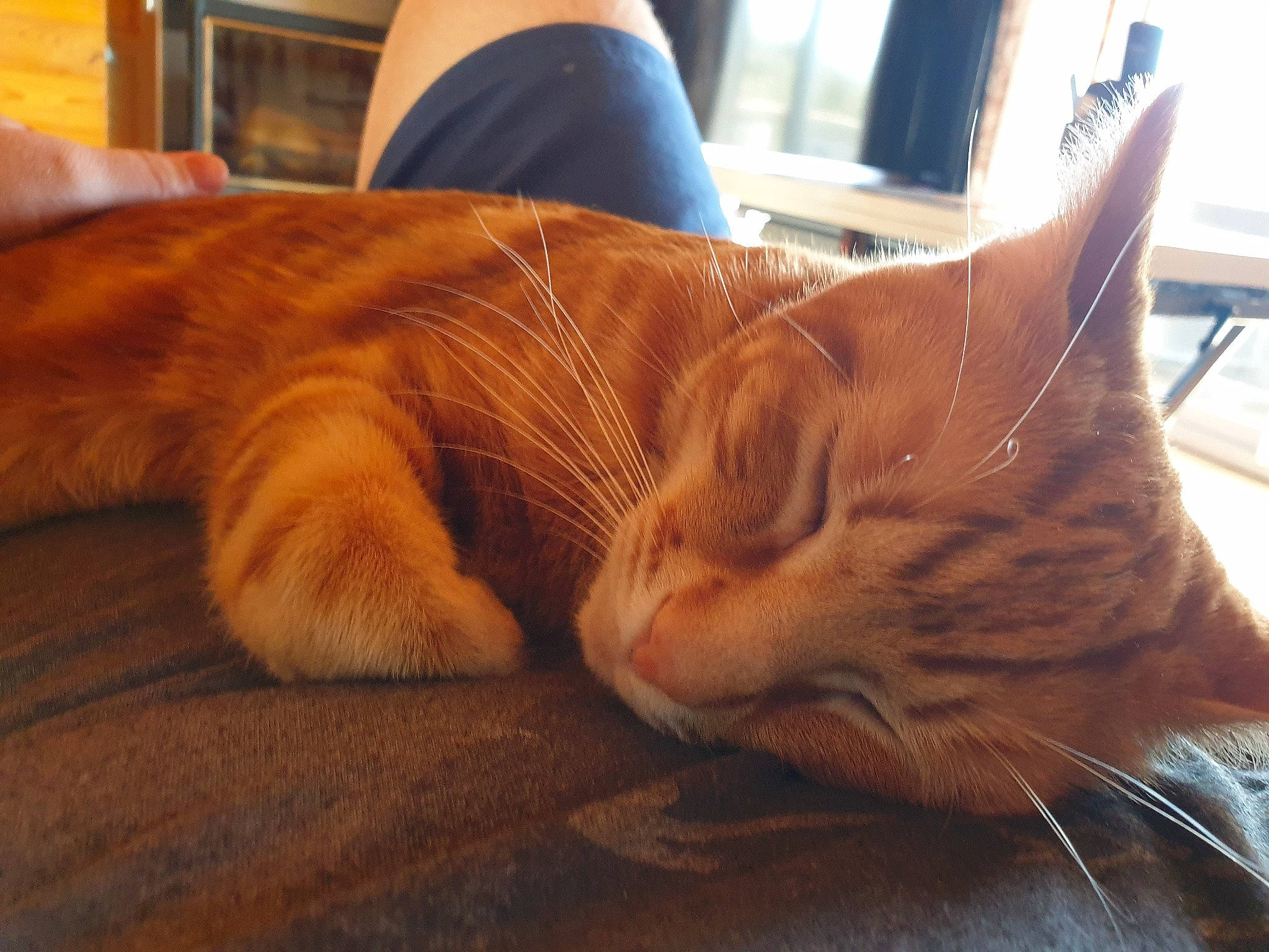 Kayn participe au concours pour gagner de l'argent avec cette photo : carnivore, cat, claw, comfort, domestic_short_haired_cat, fawn, felidae, flooring, foot, fur, human_leg, nap, orange, paw, sitting, small_to_medium_sized_cats, snout, tail, whiskers, wood