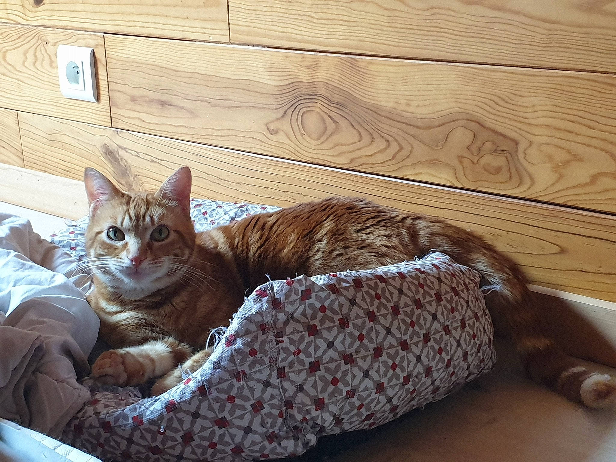 Kayn a rejoint le concours — aidez-le/la à gagner de superbes lots ! carnivore, cat, cat_supply, comfort, couch, fawn, felidae, flooring, fur, hardwood, linens, pet_supply, small_to_medium_sized_cats, snout, tail, textile, whiskers, window, wood, wood_stain