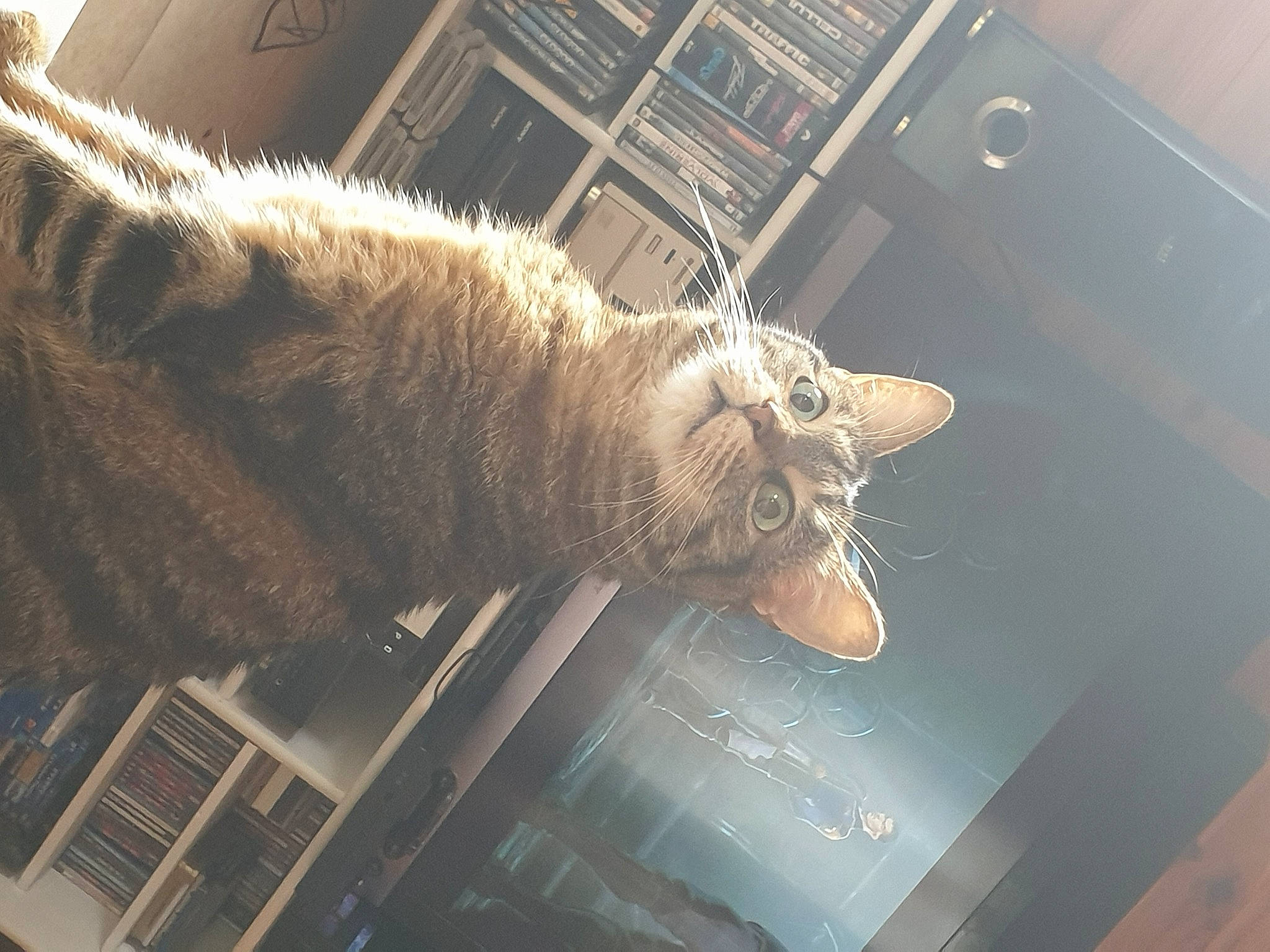 Martine a rejoint le concours — aidez-le/la à gagner de superbes lots ! brown, carnivore, cat, claw, comfort, domestic_short_haired_cat, felidae, fur, metal, room, small_to_medium_sized_cats, snout, tail, terrestrial_animal, tourist_attraction, whiskers, wood