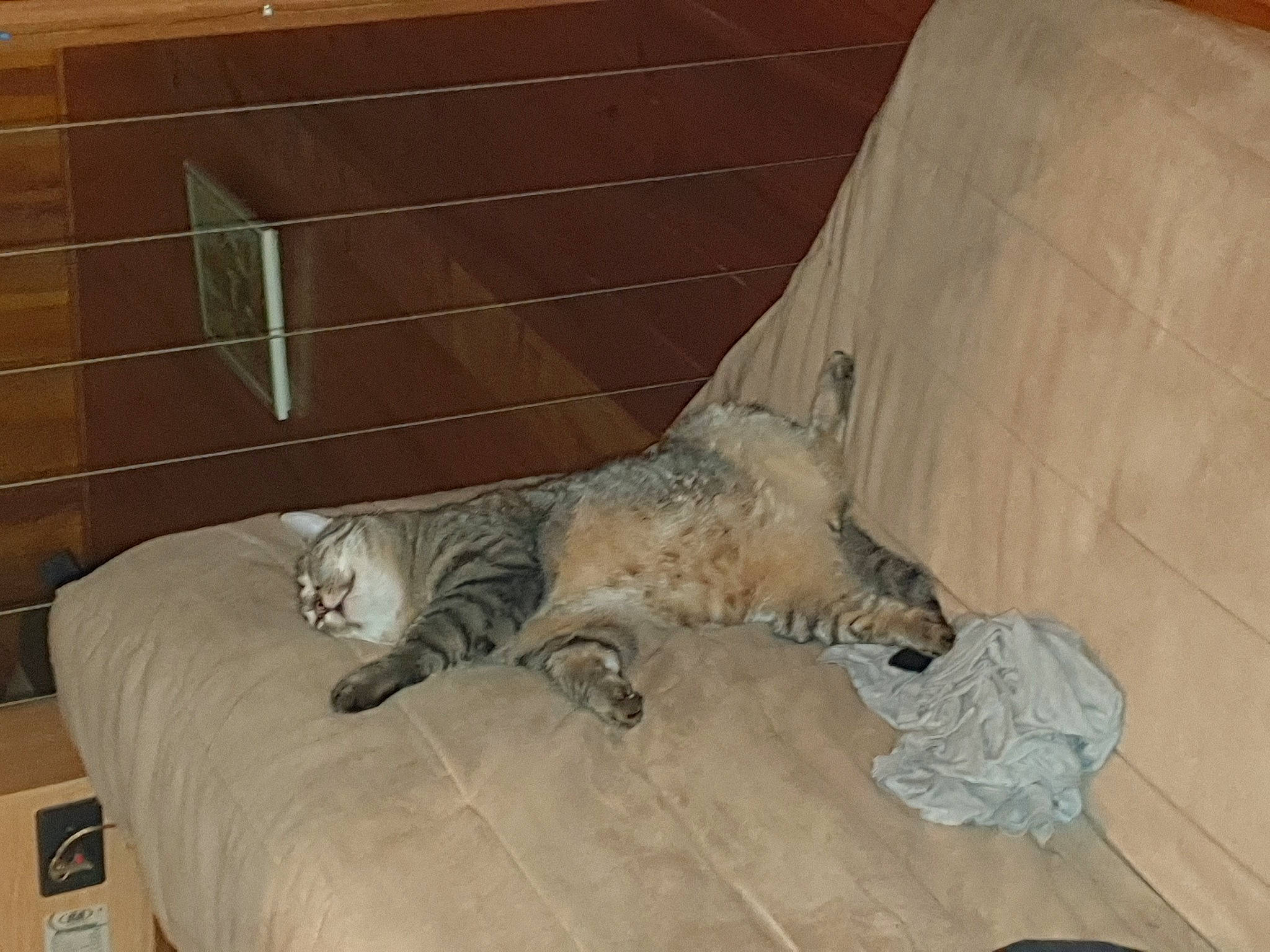 Leeroy a rejoint le concours — aidez-le/la à gagner de superbes lots ! carnivore, cat, comfort, domestic_short_haired_cat, fawn, felidae, flooring, fur, grey, hardwood, nap, paw, room, small_to_medium_sized_cats, table, tail, terrestrial_animal, whiskers, wood, wood_flooring