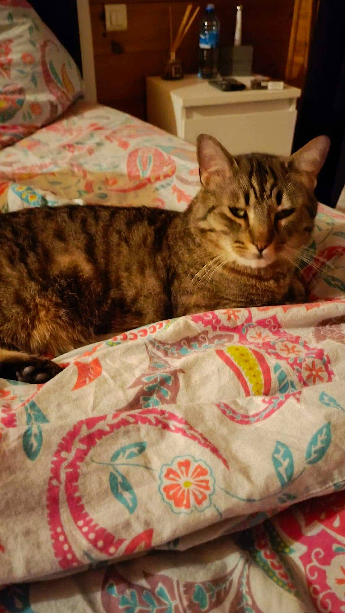 Leeroy participe au concours pour gagner de l'argent avec cette photo : bag, bed, bed_sheet, bedding, carnivore, cat, cat_supply, comfort, couch, domestic_short_haired_cat, fawn, felidae, fur, linens, pattern, pet_supply, room, small_to_medium_sized_cats, vertebrate, whiskers