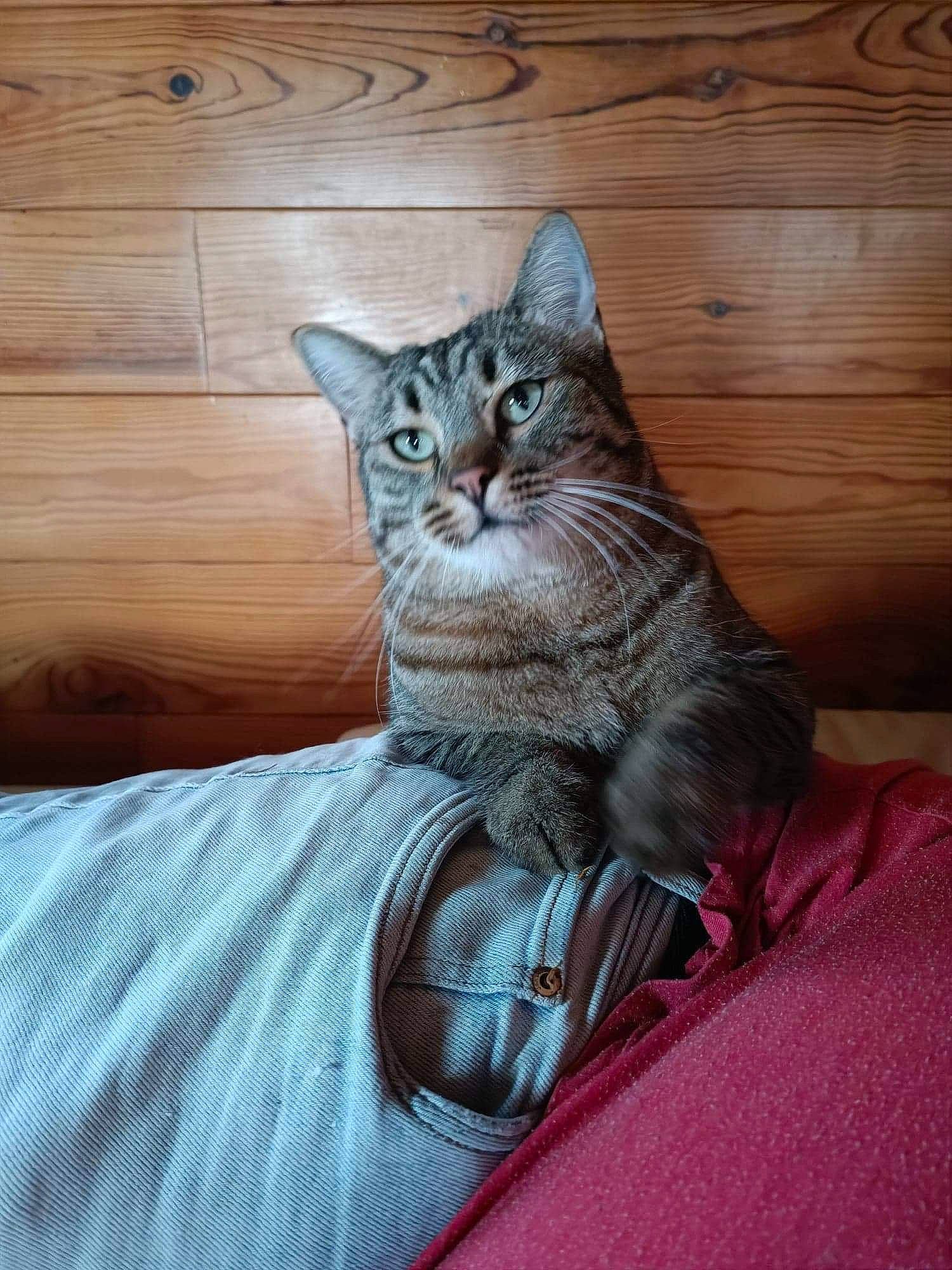Leeroy participe au concours pour gagner de l'argent avec cette photo : carnivore, cat, claw, comfort, domestic_short_haired_cat, felidae, fur, grey, hardwood, linens, paw, plank, sitting, small_to_medium_sized_cats, tail, whiskers, wood, wood_stain