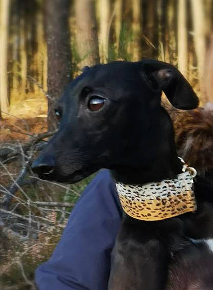 Chouchou participe au concours pour gagner de l'argent avec cette photo : borador, canidae, carnivore, collar, companion_dog, dog, dog_breed, dog_collar, fawn, fur, grass, mammal, pet_supply, plant, snout, terrestrial_animal, whiskers, wood, working_animal, working_dog