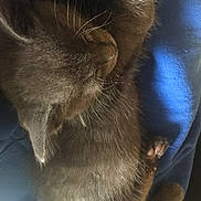 Skippi is registered to the contest to win money with this photo: cat, kitten, sleeping, fur, whiskers, paw, blue_blanket, cozy, cute, pet, animal, resting, domestic_cat, feline, closeup, indoor, soft, relaxing, young, adorable