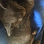 Skippi is registered to the contest to win money with this photo: adorable, animal, blue_blanket, cat, closeup, cozy, cute, domestic_cat, feline, fur, indoor, kitten, paw, pet, relaxing, resting, sleeping, soft, whiskers, young