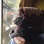 Skippi joined the competition — help win amazing prizes! armchair, cat, cozy, curtains, exercise_bike, feline, gray_cat, home, indoor, looking_outside, natural_light, pet, quiet, red_collar, relaxed, resting, side_view, window, worn_furniture, yellow_eyes