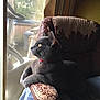 animal, cat, contemplative, daylight, domestic_cat, exercise_bike, feline, fur, gray_cat, indoor, leather_chair, looking_out_window, paw, pet, red_collar, relaxed, side_profile, sitting, window, worn_furniture