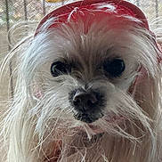 Gizzi is registered to the contest to win money with this photo: dog, white_fur, long_hair, close_up, pet, hat, red_hat, outdoor_view, mesh_screen, window, nose, eyes, fluffy, portrait, animal, domestic_animal, cute, furry, indoors, casual