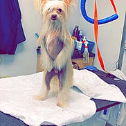 Gizzi is registered to the contest to win money with this photo: animal, cabinet, clean, clip, cute, dog, ears, floor, fur, grooming_supplies, grooming_table, indoor, leash, long_hair, pet, room, small_dog, standing, towel, wall