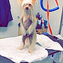 animal, cabinet, clean, clip, cute, dog, ears, floor, fur, grooming_supplies, grooming_table, indoor, leash, long_hair, pet, room, small_dog, standing, towel, wall