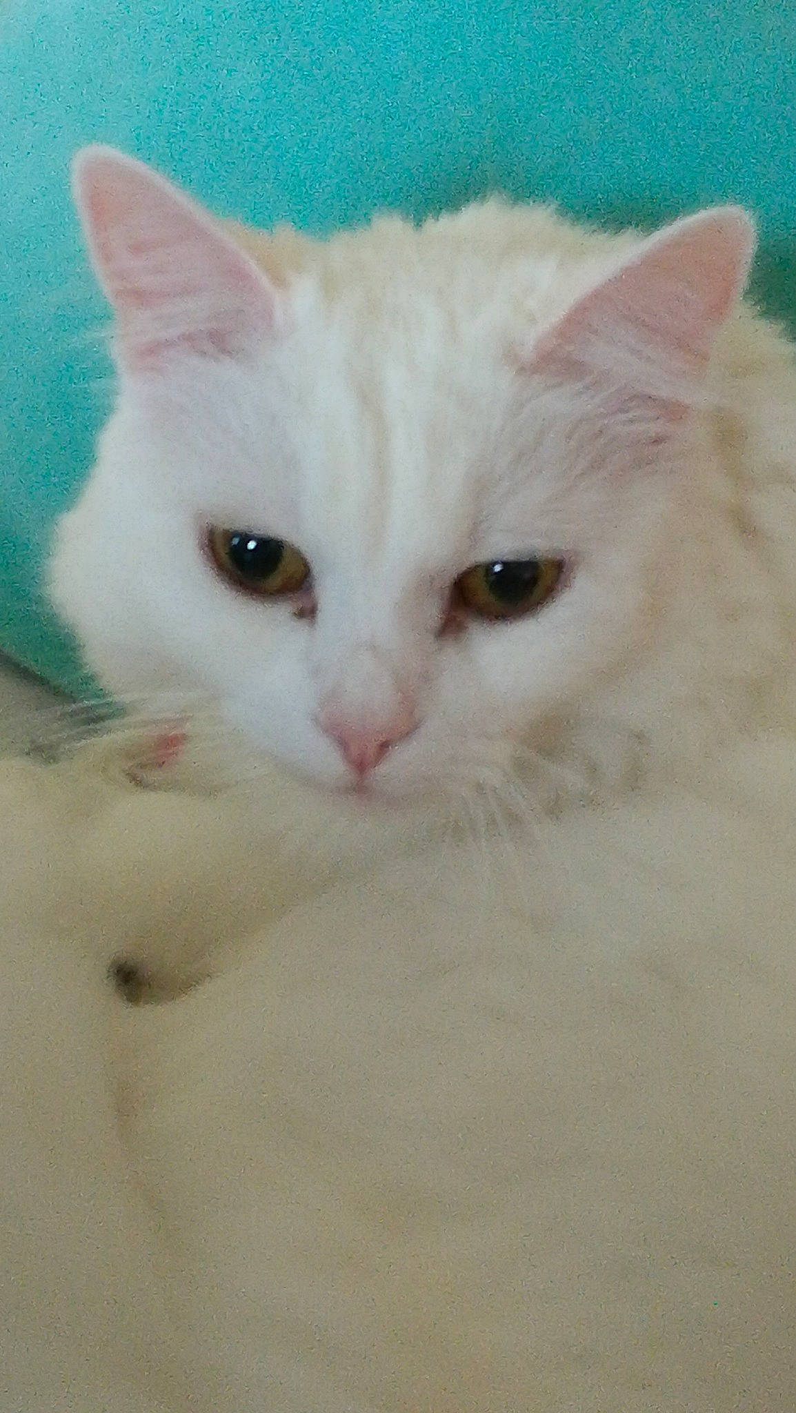 Ti'Chat a rejoint le concours — aidez-le/la à gagner de superbes lots ! carnivore, cat, domestic_short_haired_cat, felidae, fur, head, no_expression, paw, small_to_medium_sized_cats, snout, terrestrial_animal, whiskers, window