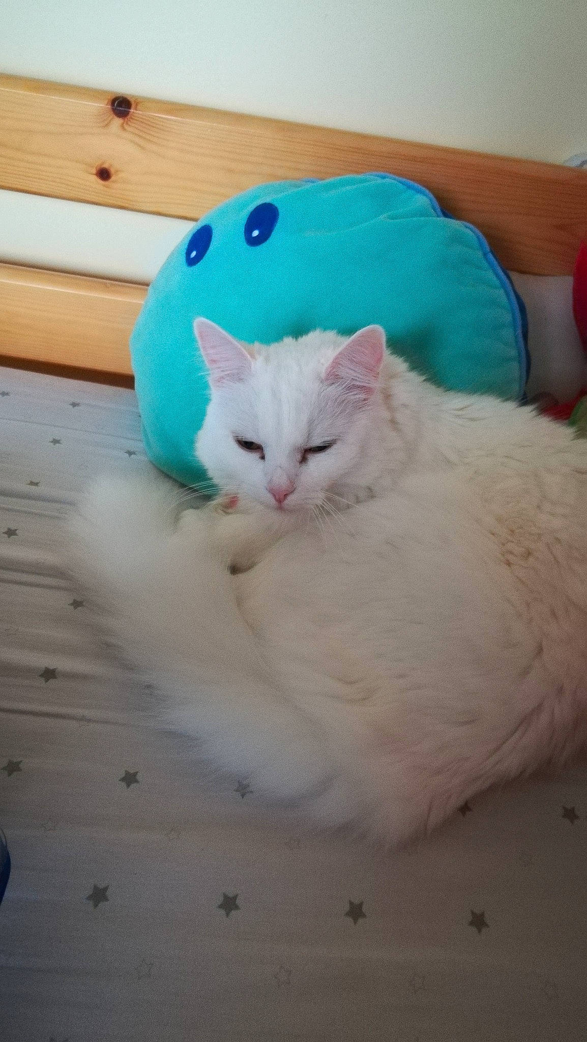 Ti'Chat a rejoint le concours — aidez-le/la à gagner de superbes lots ! bed, carnivore, cat, claw, comfort, domestic_short_haired_cat, drawer, eye, felidae, flooring, foot, fur, hardwood, linens, paw, small_to_medium_sized_cats, snout, tail, whiskers, wood