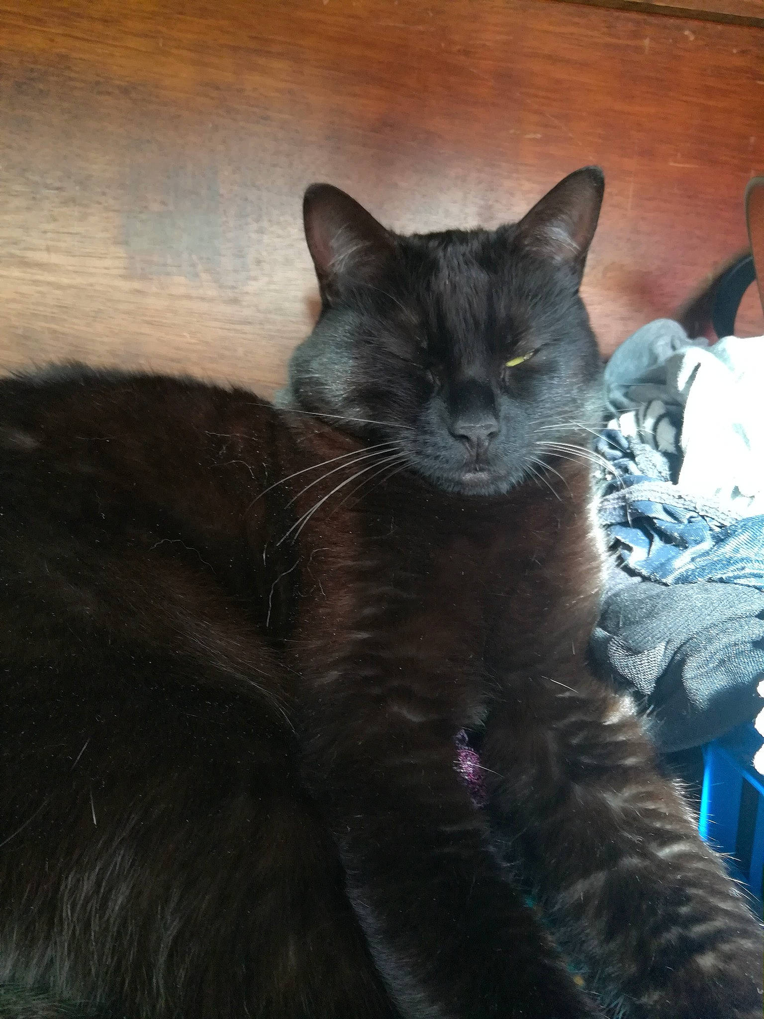 Lune participe au concours pour gagner de l'argent avec cette photo : black_cat, carnivore, cat, claw, comfort, domestic_short_haired_cat, electric_blue, felidae, fur, grey, mammal, paw, russian_blue, sitting, small_to_medium_sized_cats, snout, tail, terrestrial_animal, vertebrate, whiskers