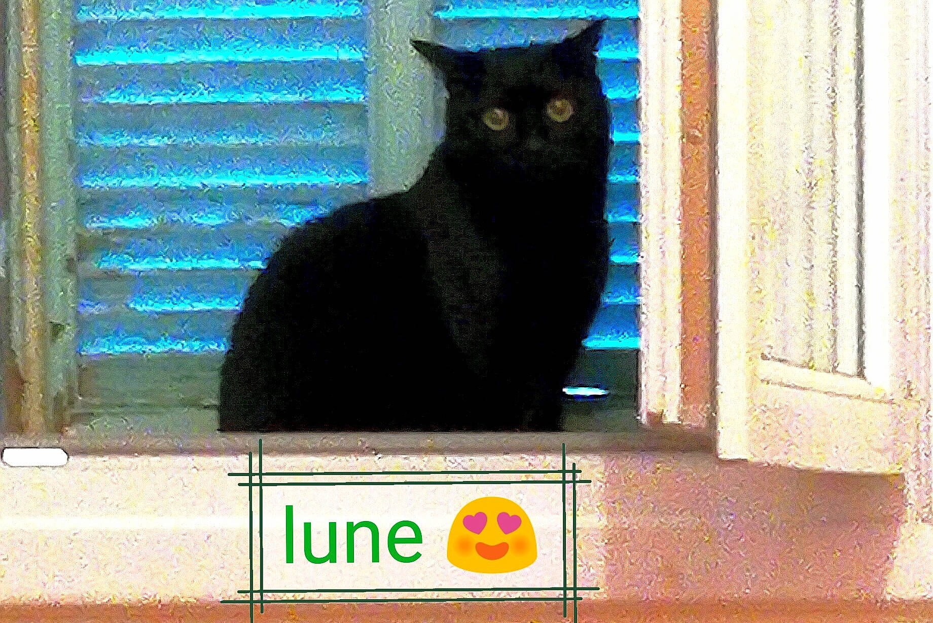 Lune participe au concours pour gagner de l'argent avec cette photo : black_cat, bombay, carnivore, cat, cat_furniture, cat_supply, display_device, domestic_short_haired_cat, electric_blue, felidae, fur, logo, pet_supply, rectangle, room, small_to_medium_sized_cats, snout, tail, whiskers, window