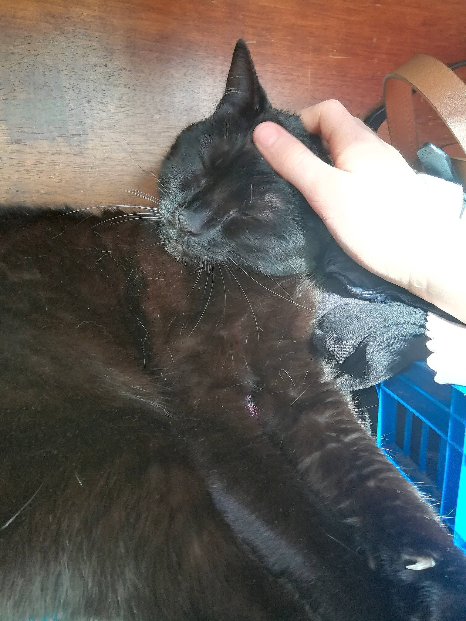 Lune a rejoint le concours — aidez-le/la à gagner de superbes lots ! black_cat, carnivore, cat, claw, comfort, domestic_short_haired_cat, ear, electric_blue, eye, felidae, fur, gesture, nap, paw, sitting, small_to_medium_sized_cats, snout, tail, whiskers, window