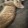 Vaida is registered to the contest to win money with this photo: animal, cat, closeup, cozy, cute, domestic, ears, feline, fur, indoor, lying_down, mammal, pet, relaxing, resting, side_view, sleepy, soft_texture, tabby, whiskers