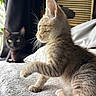 animal, bed, black_cat, blanket, blinds, cat, cozy, curious, curtains, domestic_animal, feline, indoor, kitten, paw, pet, resting, soft_focus, tabby, whiskers, window