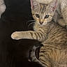 Vaida is registered to the contest to win money with this photo: animal, black_cat, blanket, cat, companionship, cozy, cuddle, curious, cute, friendship, fur, indoor, kitten, laying, paw, pet, resting, sleepy, tabby_cat, whiskers