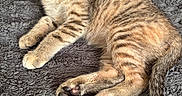 Vaida is registered to the contest to win money with this photo: animal, blanket, cat, cozy, cute, domestic, feline, fur, indoor, kitten, mammal, paws, pet, resting, sleepy, soft, tabby, tail, whiskers, young