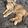 animal, blanket, cat, cozy, cute, domestic, feline, fur, indoor, kitten, mammal, paws, pet, resting, sleepy, soft, tabby, tail, whiskers, young