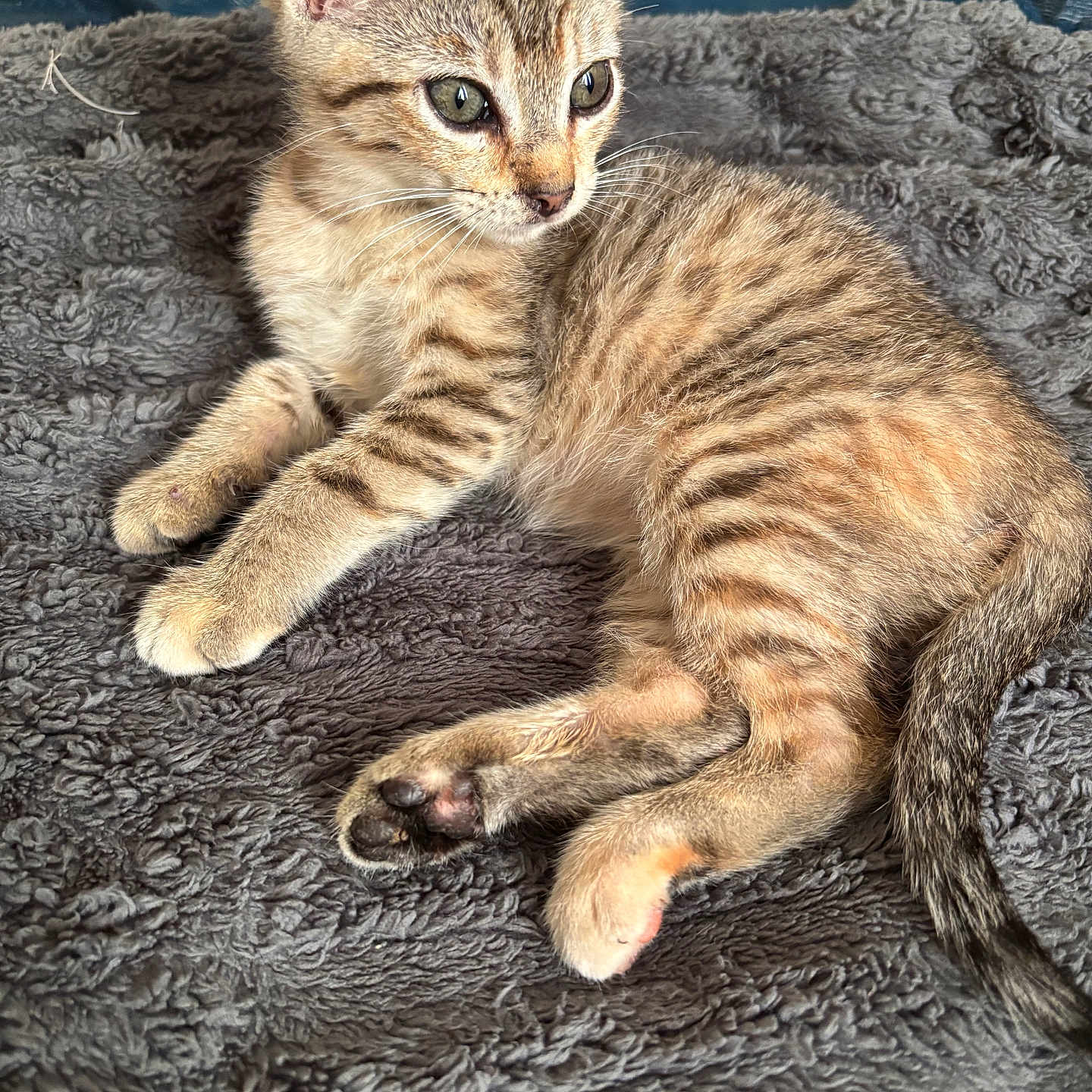 Vaida is registered to the contest to win money with this photo: animal, blanket, cat, cozy, cute, domestic, feline, fur, indoor, kitten, mammal, paws, pet, resting, sleepy, soft, tabby, tail, whiskers, young