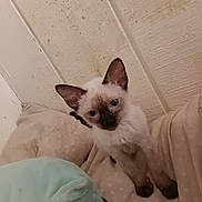 Snowball is registered to the contest to win money with this photo: kitten, cat, siamese_cat, animal, pet, blue_eyes, pointed_ears, dark_face, dark_paws, white_fur, sitting, bed, blanket, bedding, bedroom, indoor, cozy, portrait, cute, photography