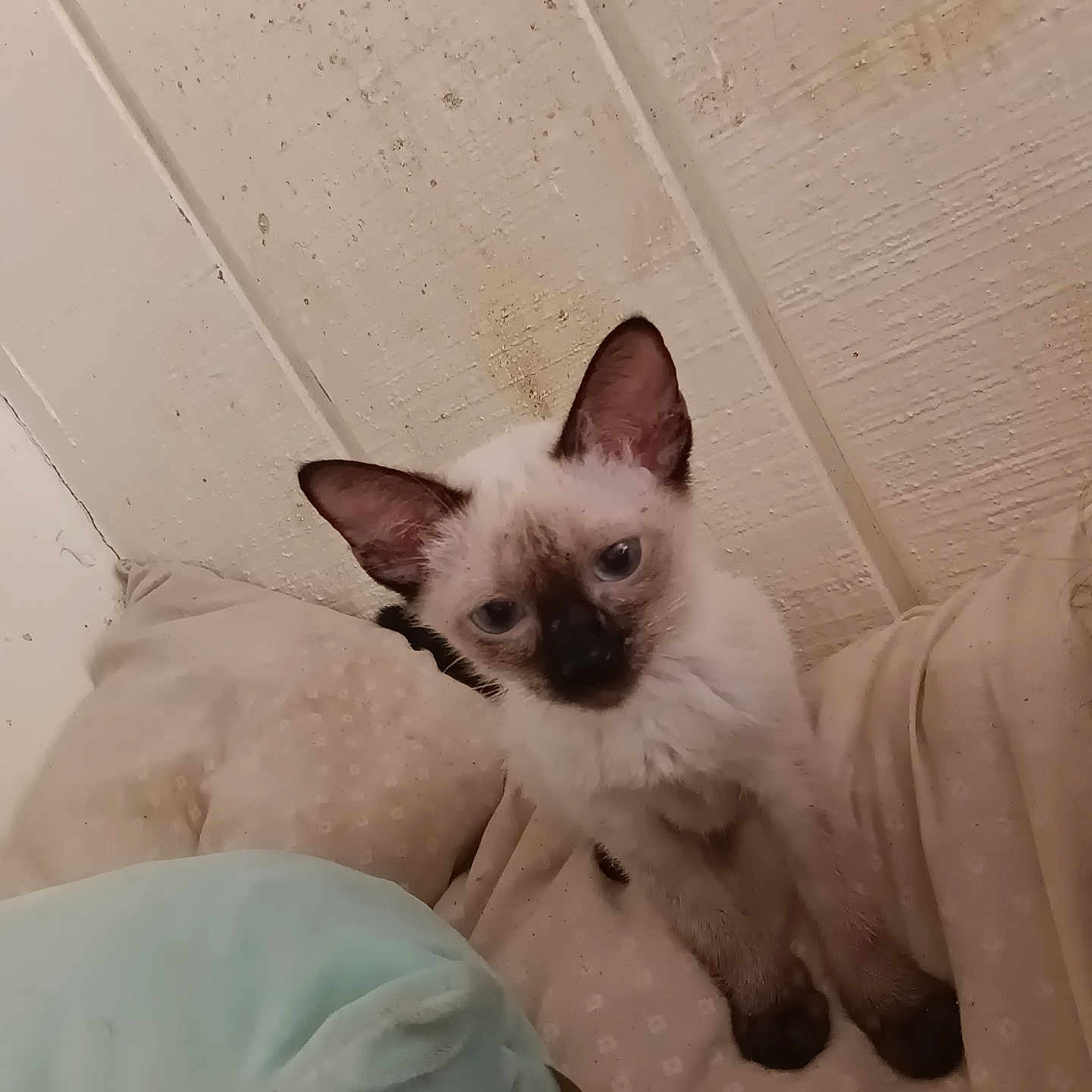 Snowball is registered to the contest to win money with this photo: kitten, cat, siamese_cat, animal, pet, blue_eyes, pointed_ears, dark_face, dark_paws, white_fur, sitting, bed, blanket, bedding, bedroom, indoor, cozy, portrait, cute, photography