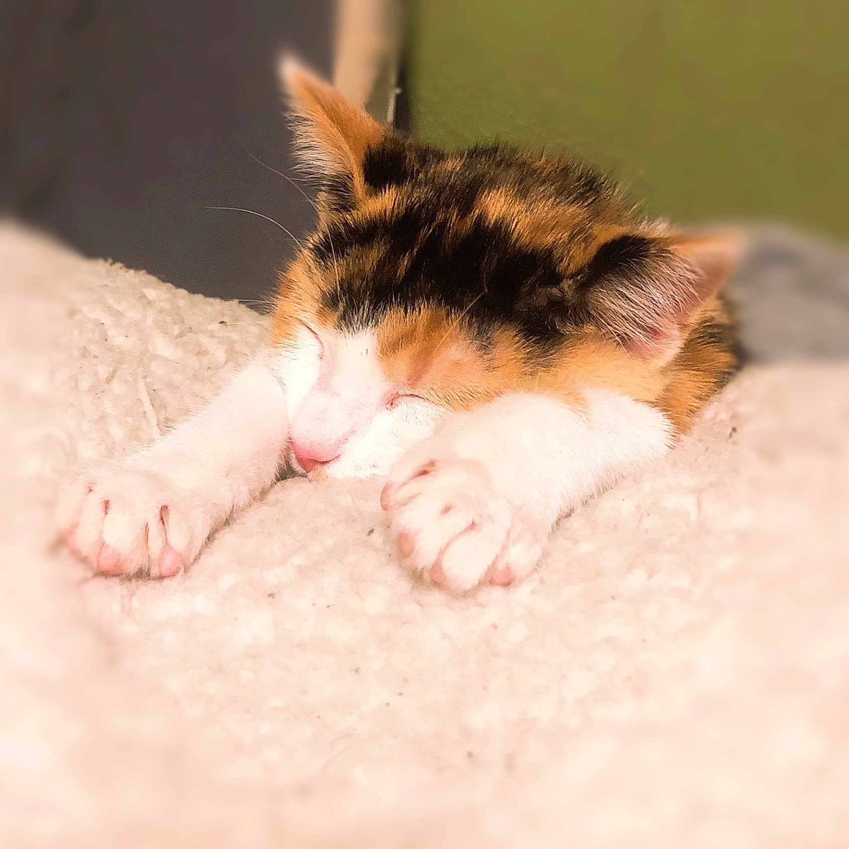 Ginger