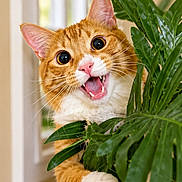 Dexter joined the competition — help win amazing prizes! cat, orange_cat, white_paws, pet, animal, feline, open_mouth, whiskers, green_plant, houseplant, leaves, indoor, window, portrait, close_up, funny, surprised, fluffy, orange_and_white, nature