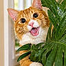 cat, orange_cat, white_paws, pet, animal, feline, open_mouth, whiskers, green_plant, houseplant, leaves, indoor, window, portrait, close_up, funny, surprised, fluffy, orange_and_white, nature