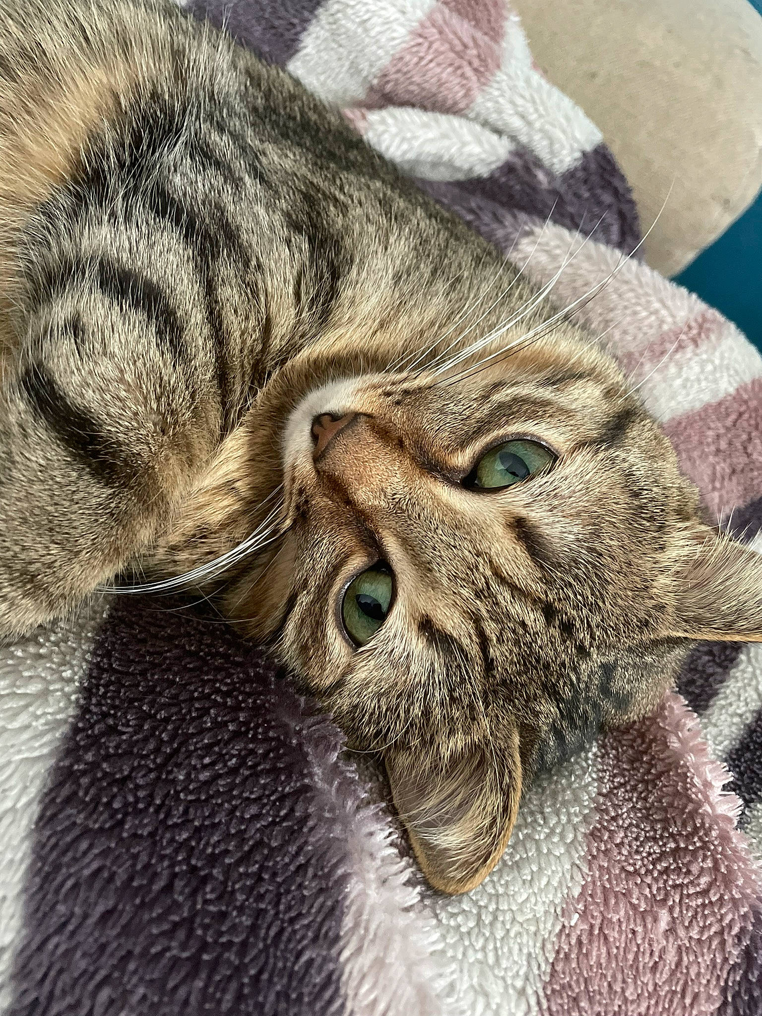 Popy participe au concours pour gagner de l'argent avec cette photo : carnivore, cat, claw, close_up, comfort, domestic_short_haired_cat, ear, felidae, fur, grey, linens, pattern, paw, small_to_medium_sized_cats, snout, tail, terrestrial_animal, whiskers, wildlife, wrinkle