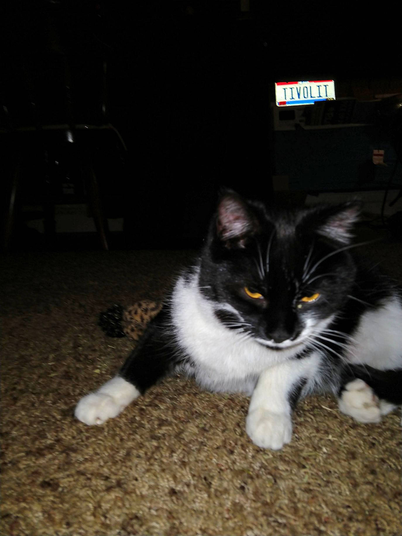 Cupcake joined the competition — help win amazing prizes! carnivore, cat, chair, claw, darkness, domestic_short_haired_cat, eye, felidae, flooring, fur, grass, night, paw, sitting, small_to_medium_sized_cats, snout, tail, terrestrial_animal, whiskers