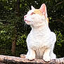 cat, white_cat, orange_cat, animal, pet, outdoor, nature, tree, wood, fence, fur, whiskers, ears, face_profile, greenery, daylight, sitting, looking_away, close_up, peaceful